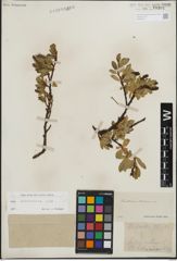 Foto von Salix kitaibeliana Willd.